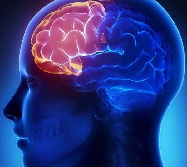 สมองส่วนหน้าFrontal-lobe